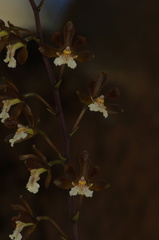 Prosthechea varicosa