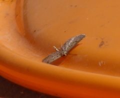 Parapoynx allionealis