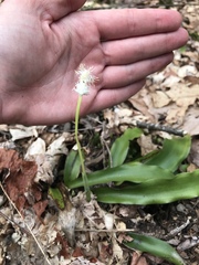 Carex fraseriana