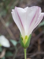 Calystegia macrostegia ssp. arida