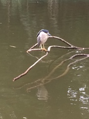 Nycticorax nycticorax