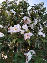 Cordia boissieri