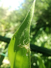 Lyssomanes pauper
