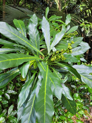 Meryta angustifolia observed 2023-11-23