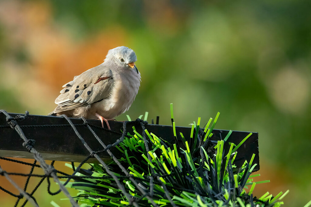 Croaking Ground Dove