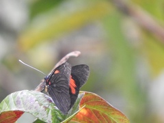 Pereute leucodrosime
