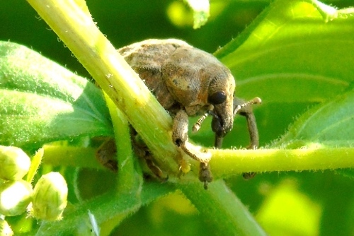 Sternechus tuberculatus