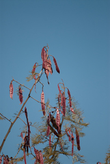 Leucaena esculenta