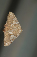 Rindgeria ornata