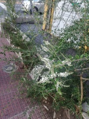 Angiospermae