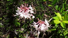 Rhododendron canescens