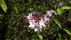 Rhododendron canescens