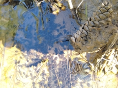Anaxyrus