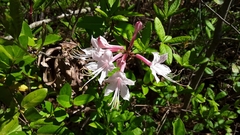 Rhododendron canescens