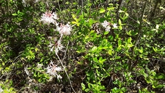 Rhododendron canescens