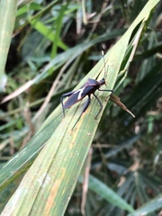 Leptoscelis tricolor