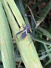 Leptoscelis tricolor