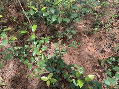 Lyonia lucida