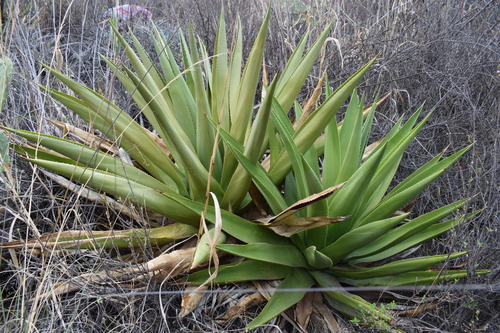 Image of Furcraea Andina (Furcraea andina) by no rights reserved