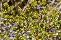 Veronica topiaria, photograph Christopher Stephens, CC BY-SA, iNaturalist via GBIF
