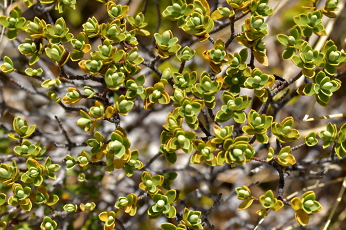 Veronica topiaria, photograph 4