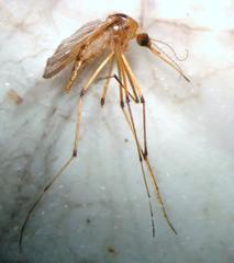 Aedes fulvus