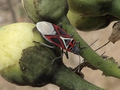 Anochrostomus formosus