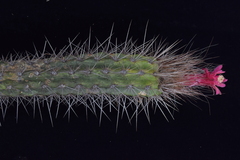 author not stated, no rights reserved Oreocereus doelzianus, photograph author not stated, no rights reserved