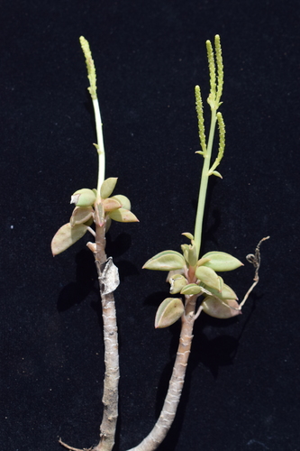 Peperomia dolabriformis (Peperomia dolabriformis)
