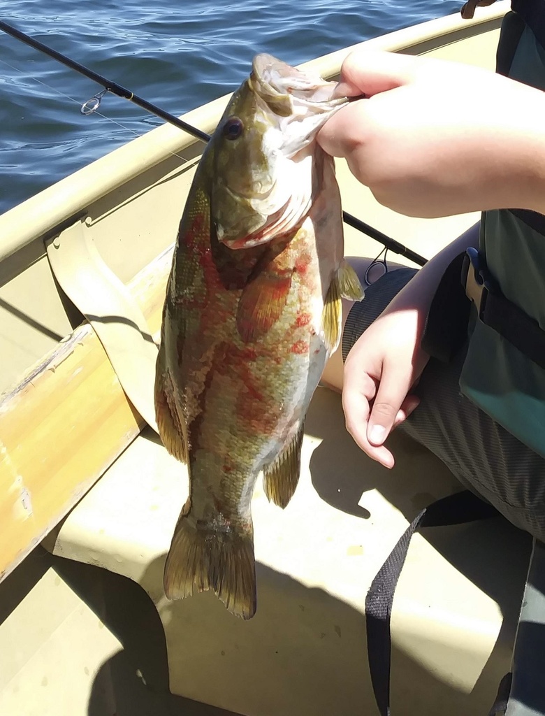 Smallmouth Bass from Pokegama Lake, Cohasset, MN, US on July 6, 2018 at