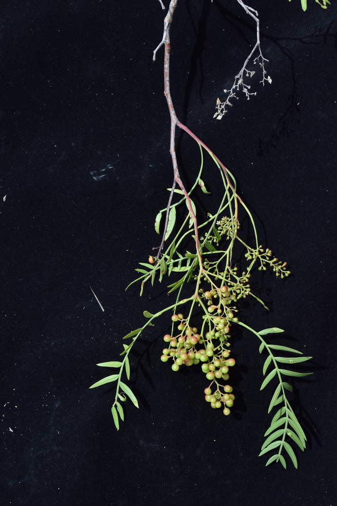 Schinus molle botanical reference