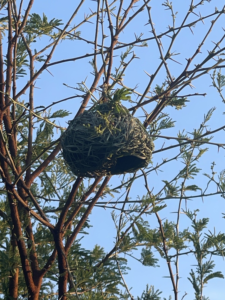 Southern Masked Weaver from Colbyn, Pretoria, GP, ZA on November 25 ...