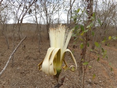 Pseudobombax palmeri