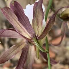 Eulophia guineensis, photograph author not stated, no rights reserved