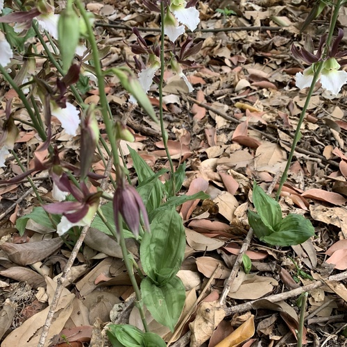 Eulophia guineensis, photograph 5
