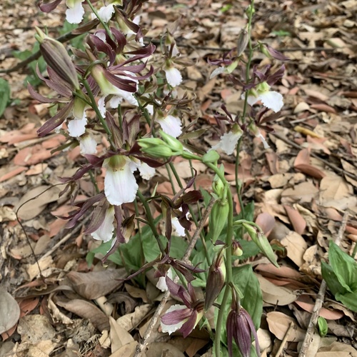 Eulophia guineensis, photograph 6