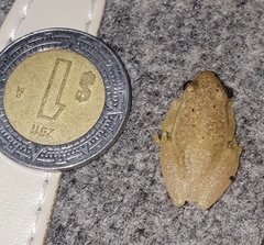 Tlalocohyla smithii