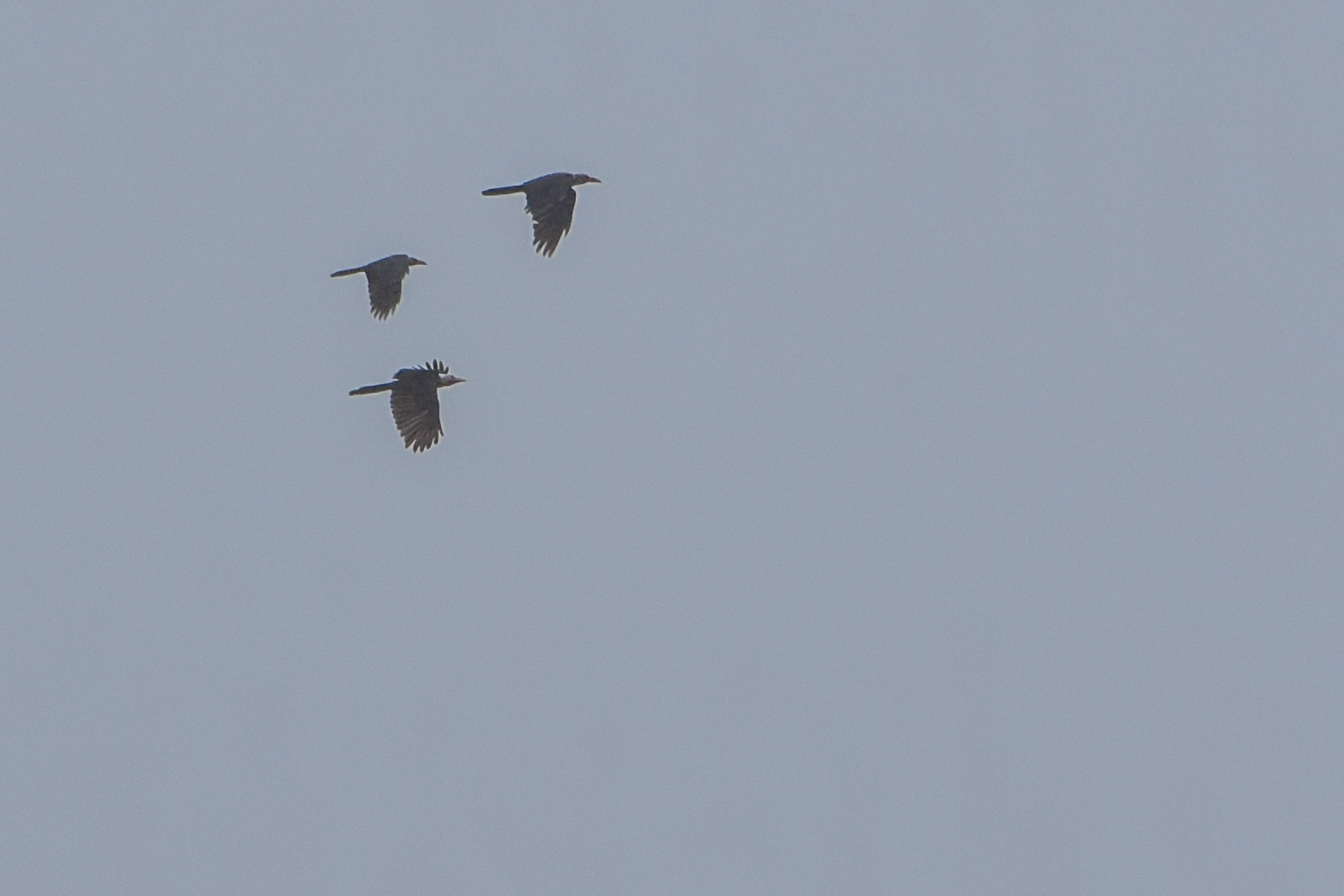Grey Crow (Corvus tristis), photo 10