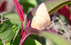 Callophrys augustinus iroides