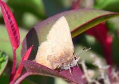Callophrys augustinus iroides