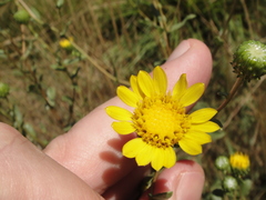 Grindelia hallii