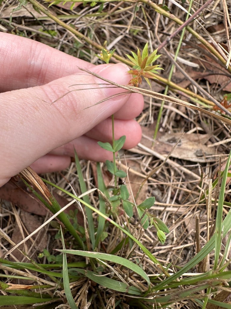 flowering plants from Yangubbi La, Cooroibah, QLD, AU on November 25