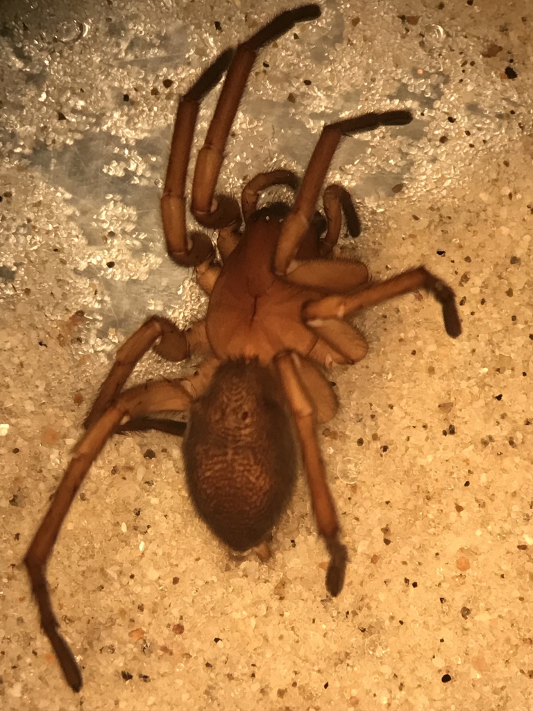 Orodrassus coloradensis