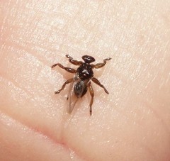 Lipoptena depressa