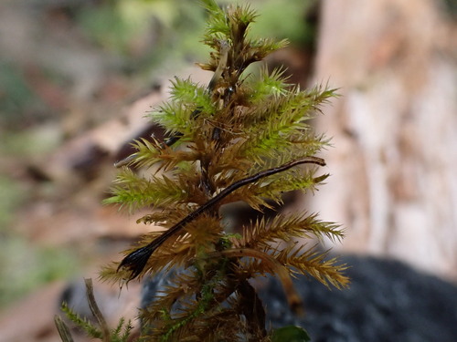 Image of Golden Fuzzy Fen Moss (Tomentypnum nitens) by (c) Chris Fluit, some rights reserved (CC BY)