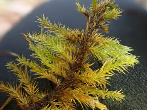 Image of Tomentypnum nitens by (c) Chris Fluit, some rights reserved (CC BY)