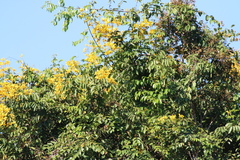 Senna spectabilis