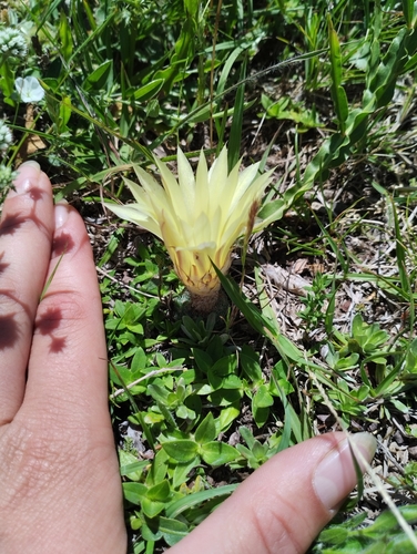 Frailea pygmaea