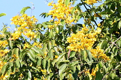 Senna spectabilis