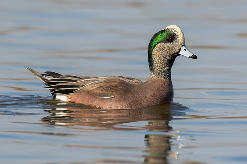 Canard à front blanc